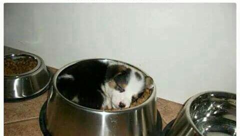 ligoteo_UGR's tweet photo. Cuando no te decides si te gusta más comer o dormir. https://t.co/atZ8OX1VEO