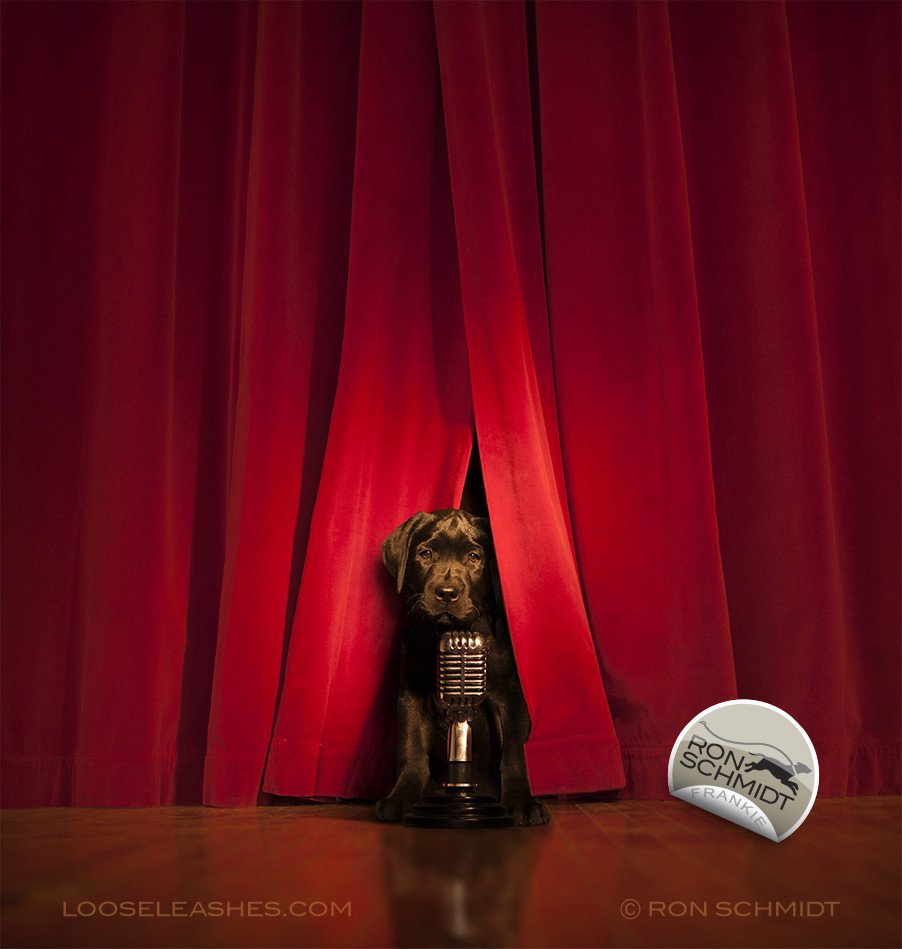 RonSchmidtPhoto's tweet photo. #puppies always take center stage! #dogs #art #labradorretriever #doglovers (prints @ https://t.co/OC9d0jhAnk) https://t.co/hCnlcplPdp