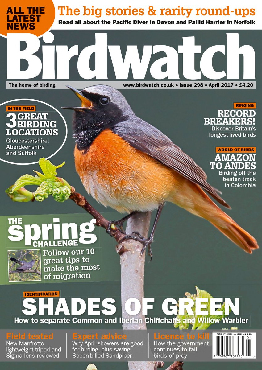 Learn to ID tricky warblers &amp; take our spring challenge in the new issue of Birdwatch on sale now! birdwatch.co.uk/channel/newsit…