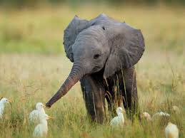 RealBadBrunette's tweet photo. Baby 🐘 https://t.co/nf2bhGIwE9