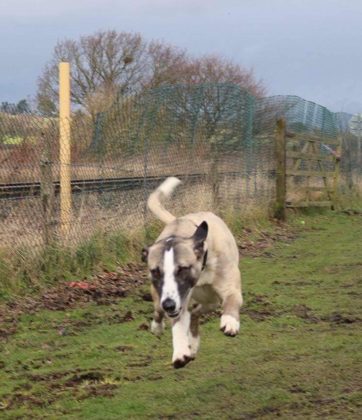NWDogRescue's tweet photo. PETE.  NEEDS A HOME.  PLEASE RT AND HELP HIM.  ENQUIRIES https://t.co/L0jvbhqc0V https://t.co/pV3Sg0Mz91