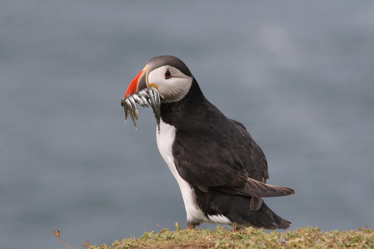📢 Dramatic decline of #puffins &amp; iconic birds in Nth Atlantic. Global experts gather in Iceland 🇮🇸 #saveseabirds 🌊 ow.ly/8HL430a8Zgj