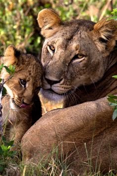 RealBadBrunette's tweet photo. 🦁family https://t.co/daVcI0AGkq