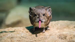 GratitudeDNA's tweet photo. Elephant Shrew คือหนูที่มีจมูกยื่นยาว คล้ายงวงของช้าง… โลกนี้มีอะไรแปลกๆ

ที่มา: awwnews/nomadtours/wiki/BT https://t.co/511yhaLEVN