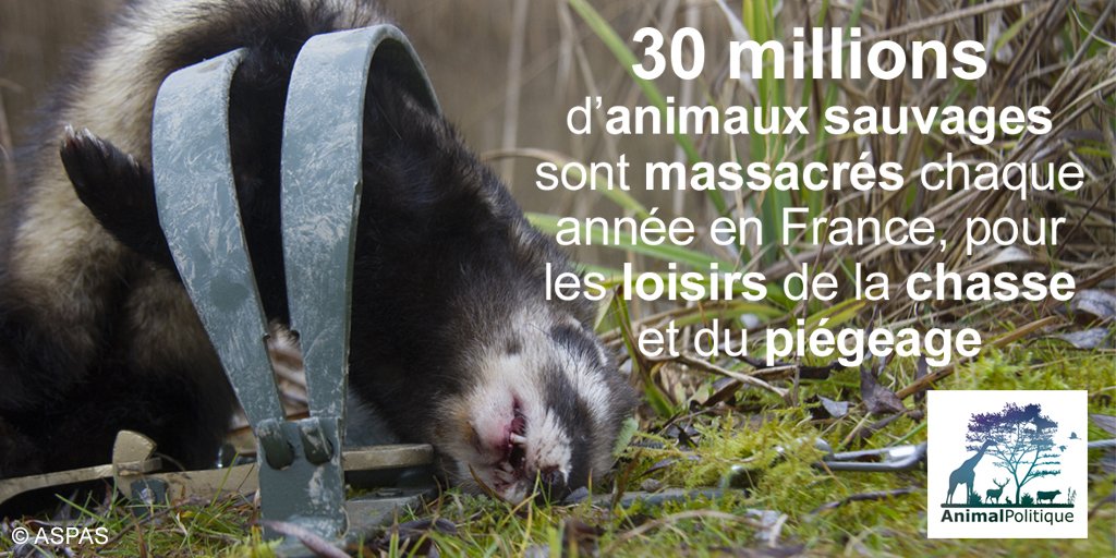 CollectifAnimal's tweet photo. Proposition 10/30: Interdire les pratiques barbares et/ou sources de stress infligées aux animaux sauvages à visée autre que la protection. https://t.co/iGYKxuUg7R