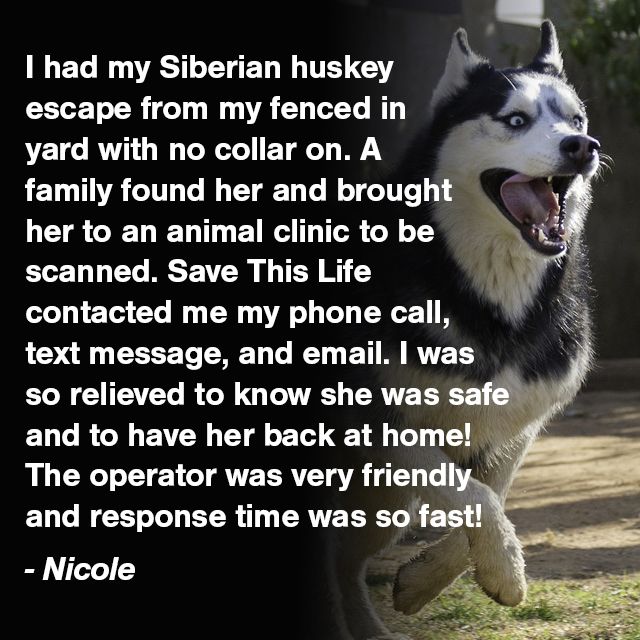 savethislifepet's tweet image. #HomeSafe #SaveThisLifeChip