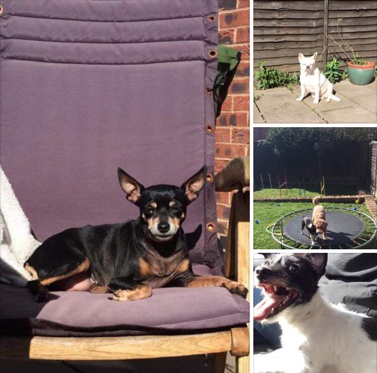 _PreciousPaws's tweet image. A few snaps from today Star and cookie sun bathing ☀️Lucy on her way home after her groom and Sydney and Pixie playing on the trampoline. 🐾🐶