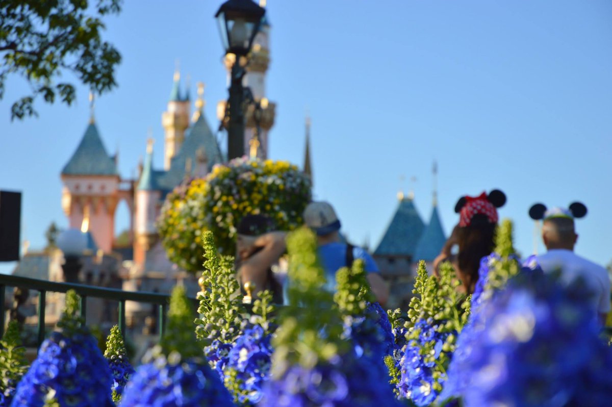 Disdarlings's tweet photo. It's finally Friday! What's the one thing you'd do if you were at Disneyland today? https://t.co/zeKbDCQYjQ