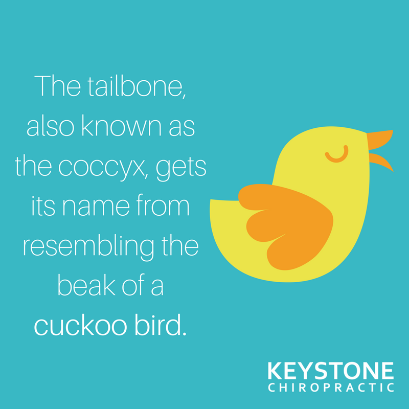 keystonechiroia's tweet photo. Fun Fact Friday
#TheMoreYouKnow #chiropractic #StructureDeterminesFunction #FunFact #spine https://t.co/xHy0YsfBLS