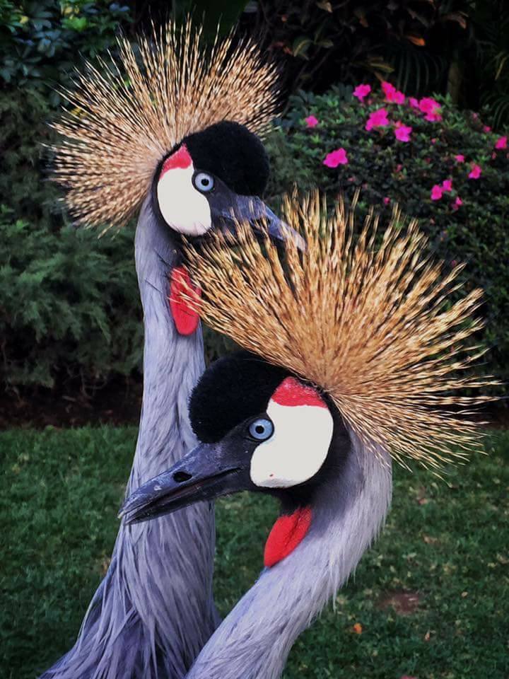 Bajado del lente de nuestros clientes, Grullas Africanas/Crowned Crane
<a href="/las_mananitas/">Las Mañanitas</a> 

goo.gl/pAQyJN
