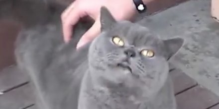 ZoeForPets's tweet photo. This cat REALLY likes to be tickled. https://t.co/iSdeNHZTmU https://t.co/UoQvCNefYv
