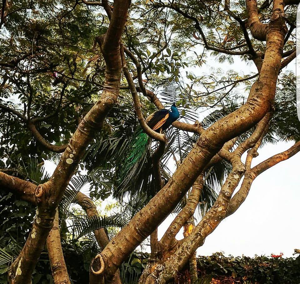 Observando su casa Las Mañanitas!
<a href="/las_mananitas/">Las Mañanitas</a> 

goo.gl/yeuonm