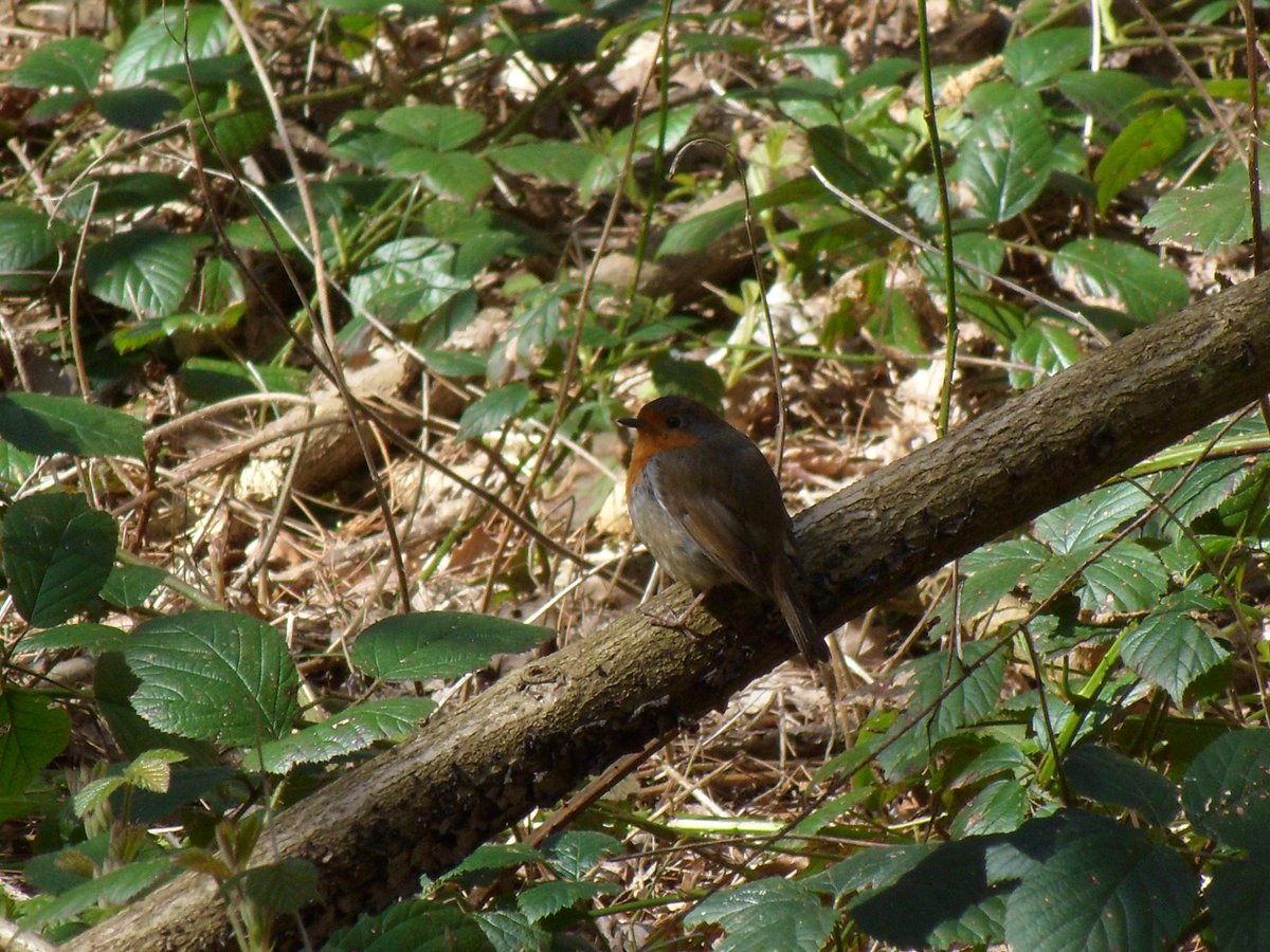 EmmaMaeMalpass's tweet photo. Followed a butterfly for 10mins today to I.D it, I failed miserably. Here's a Robin instead. #bestwoodcountrypark #ecologystudent https://t.co/aYhApDEXUk