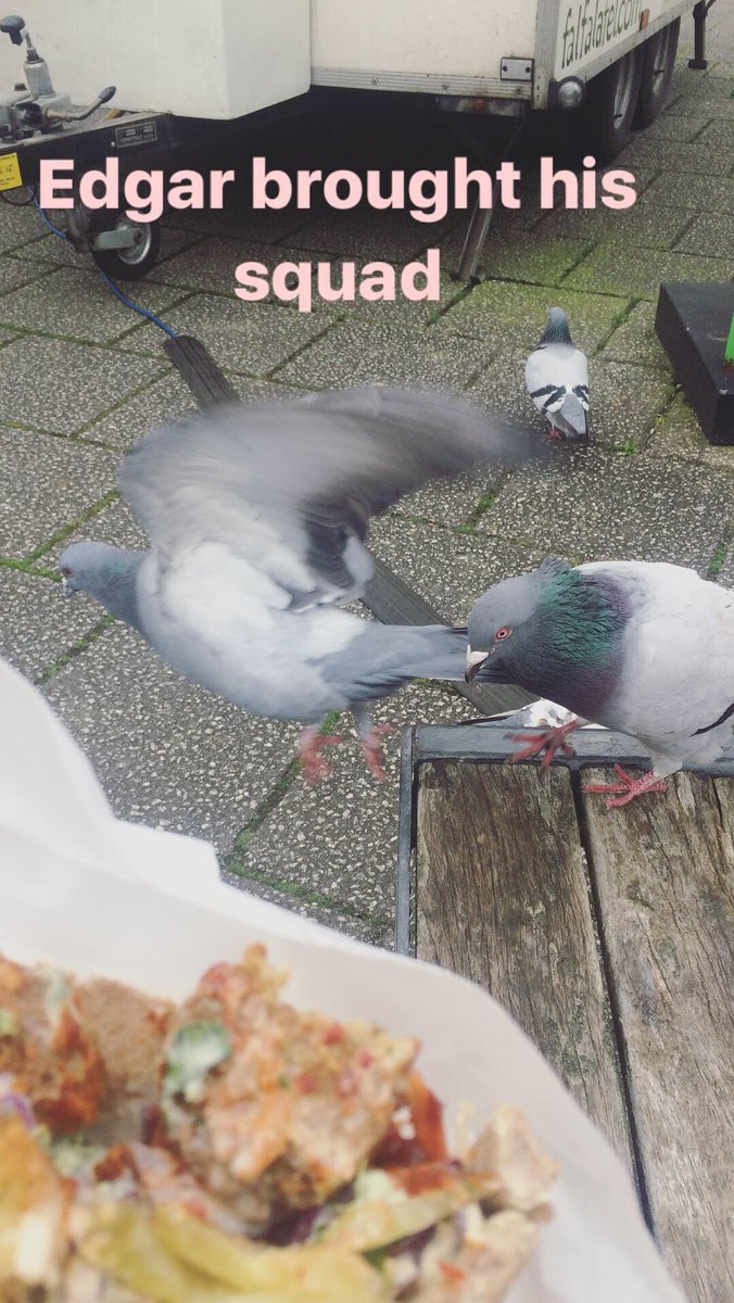 EvamariaAlexand's tweet photo. Ungrateful Edgar #pigeonattack https://t.co/3thk0vJYSZ