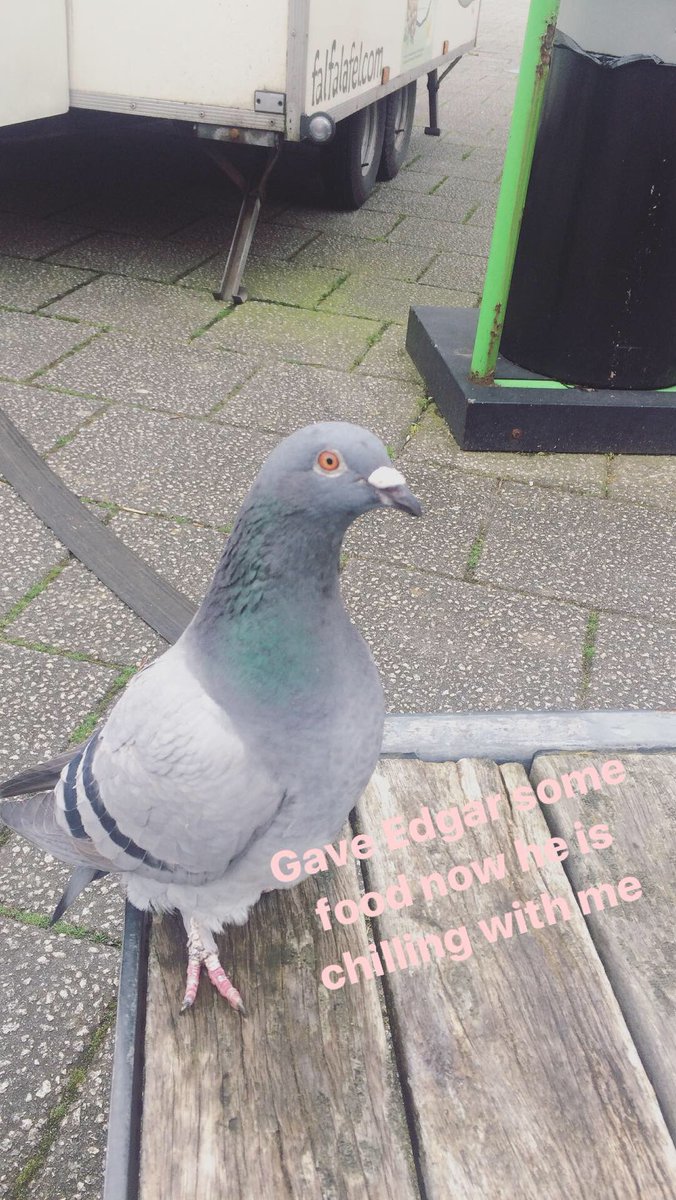 EvamariaAlexand's tweet photo. Ungrateful Edgar #pigeonattack https://t.co/3thk0vJYSZ