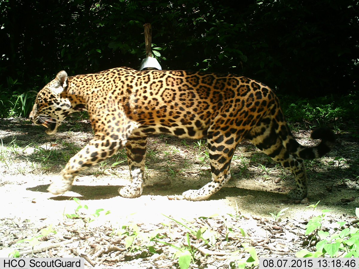 Pulse of the Planet tweet media