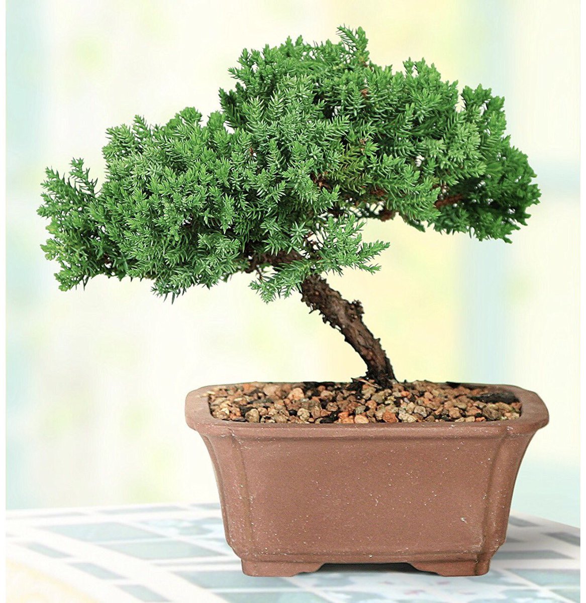 SOFLO_Today's tweet photo. Take some time to meditate to these beautiful bonsai trees... https://t.co/3a12SHbyW7 - #Bansai #tree #gifts #meditate #life https://t.co/w0rwabrYSK