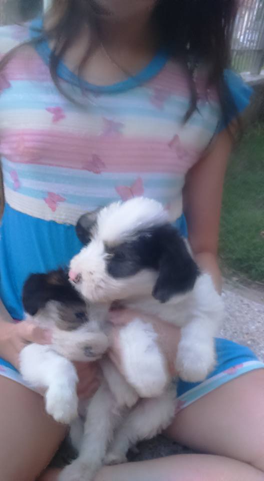 maximiliano lezcano tweet media