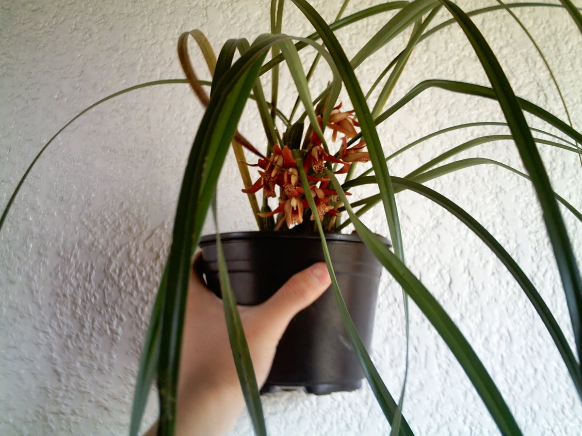 Orquídea que huele a coco? | Conoce esta extraña planta que nos trae  DouglasCandelar | Wapa Televisión | Scoopnest