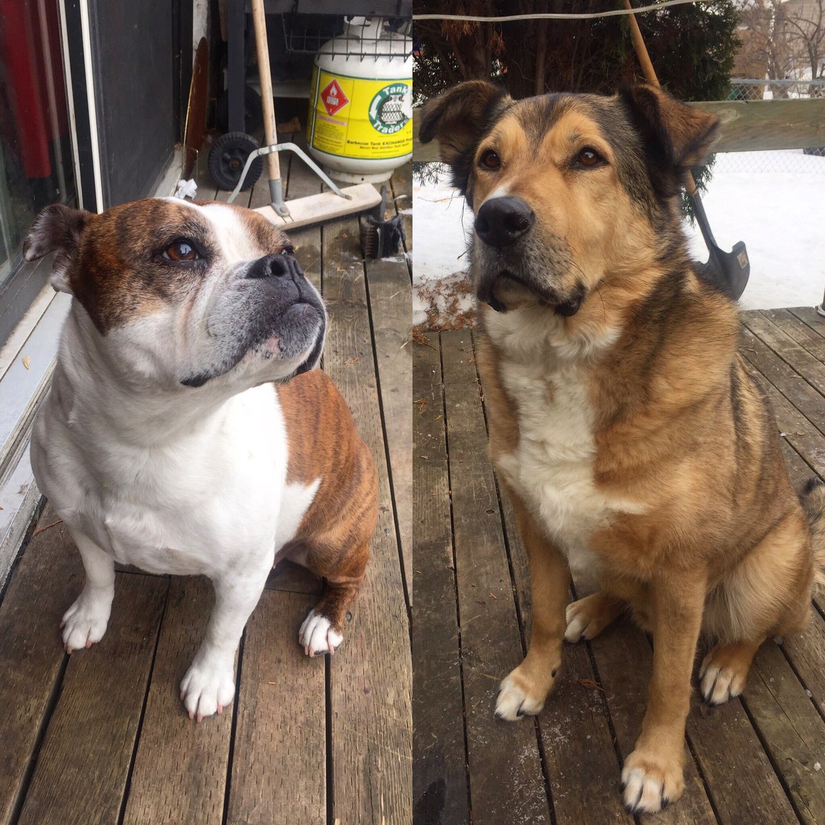 Its_total_BS's tweet image. #NationalPuppyDay my two best buds, #kingjack and #garbageface #muttlife