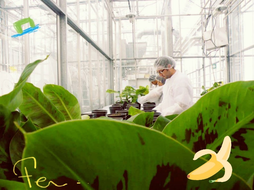 DrBananaGarcia's tweet photo. With Rafa Segura & Maricar colleagues of #INREF Program. We evaluated the relation btw #abiotic factors and #fusariumwilt severity. #wur https://t.co/CWoRJYNinm