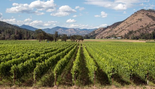 Biodynamic Syrah from Oregon via <a href="/AllisonVidug/">Allison Vidug</a> • • read: theshoreclub.ca/catch/