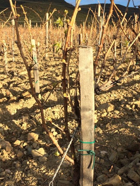 Les premières feuilles commencent à sortir au Moulin à Vent dans nos #vignes de #Faugeres !