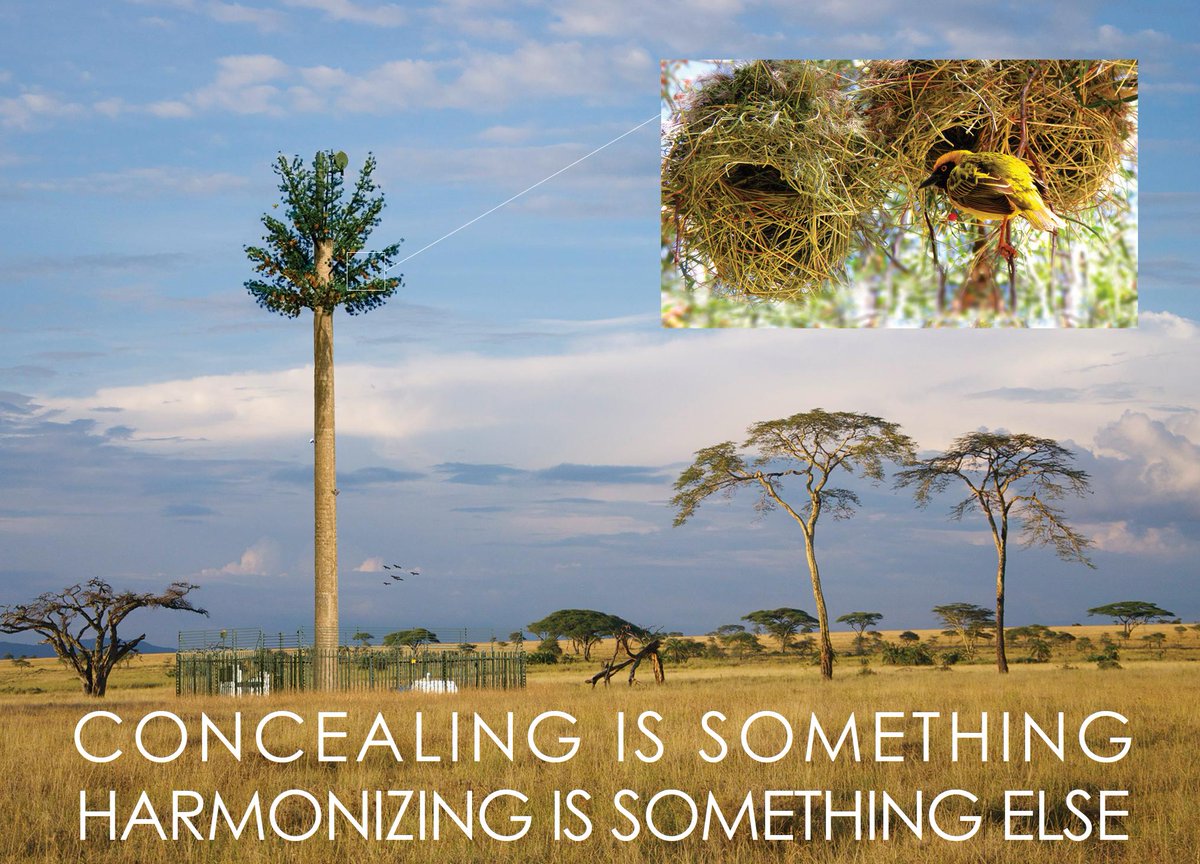 Our Palm Tree #antenna in Kenya has created a symbiosis between #tech and nature, as demonstrated by the nests found between its leaves. 📶🌴🐣