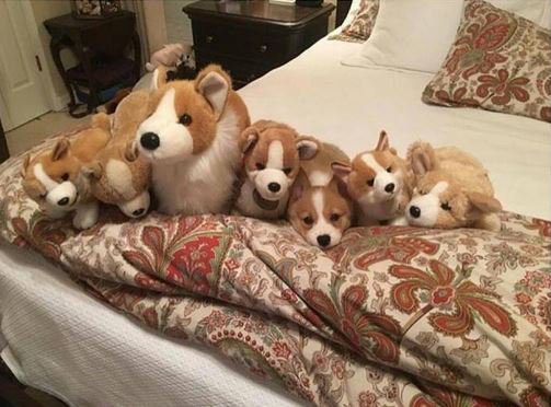 UNILAD's tweet image. Spot the imposter