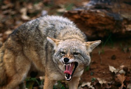 @TTATweet <a href="/torrance/">Torrance</a> Coyotes can't stay in our neighborhoods. They have killed hundreds of pets, and have altered our peaceful way of life.