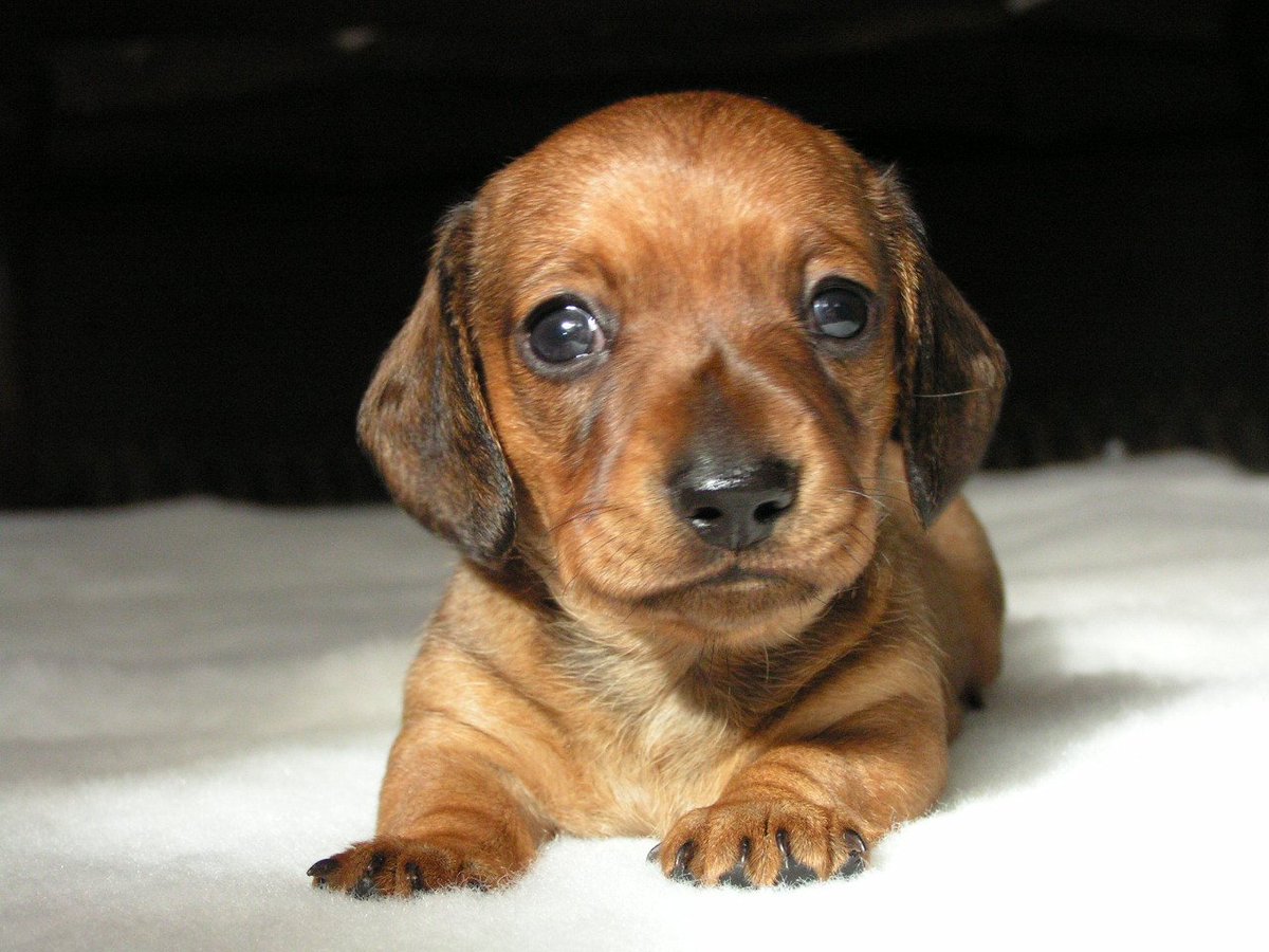 otterrex's tweet photo. #NationalPuppyDay My boy as a pup, now 11 1/2 years old <3 https://t.co/7K8Utu5zTf