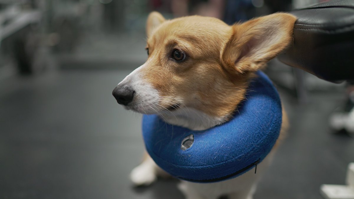 corgi neck pillow