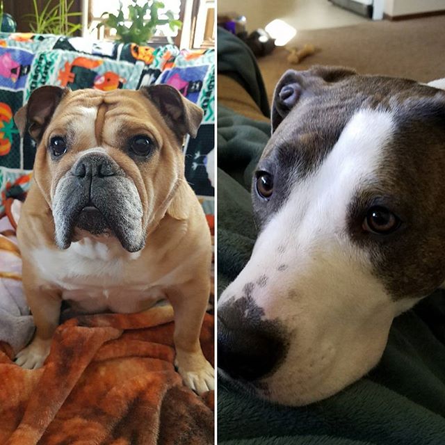 Meet the pups of Oomingmak! Sitka the bulldog &amp; Rogue the bully mix. #nationalpupday #happyfriday