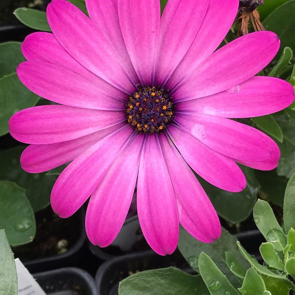 wiggletoncreek's tweet photo. Enjoyed my #greenhouse visits this week!  Helped satisfy my #springfever!  #springflowers🌸… https://t.co/ctyfYF5LNQ https://t.co/V7LSPZtl8f