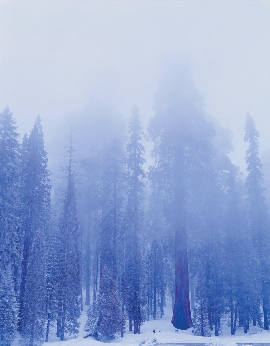 In the Land of Giants: Communing with some of the biggest trees on Earth. ejus.tc/2mZEI5W <a href="/mmcphate/">California Sun</a>