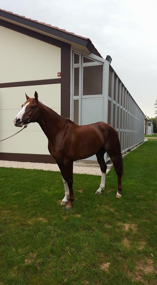 RohautRacing's tweet photo. How amazing does he look? Ready for tomorrow !! #DWC17 #dwc #kahayla #handassa https://t.co/T5Sw9niyKP