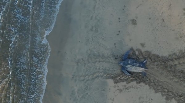 oceana's tweet image. Must-see! Drone captures leatherback sea turtle returning to sea bit.ly/2mVD0Sj