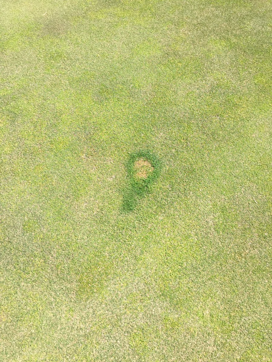 DerekBranting's tweet photo. 1 of the goats thought she would help with foliar app of N on the pg. #plugitout https://t.co/OItL5xWDR4