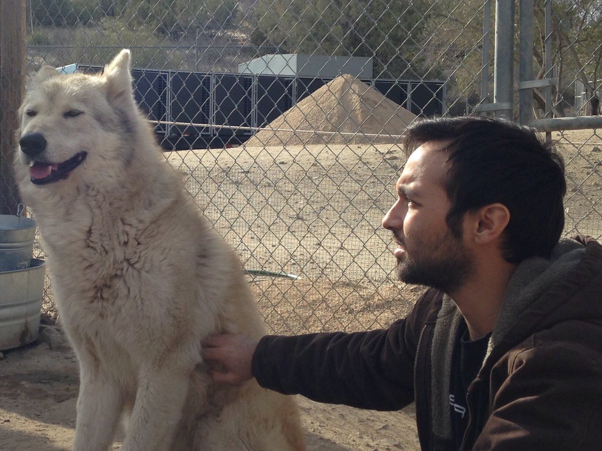 wolfconnection's tweet photo. #flashbarkfriday to Max's journey from puppy to adult wolf & share his ❤️for his boy Reo & Alpha Maya #FlashbackFriday #protectourwolves https://t.co/VLKMjfOxyC