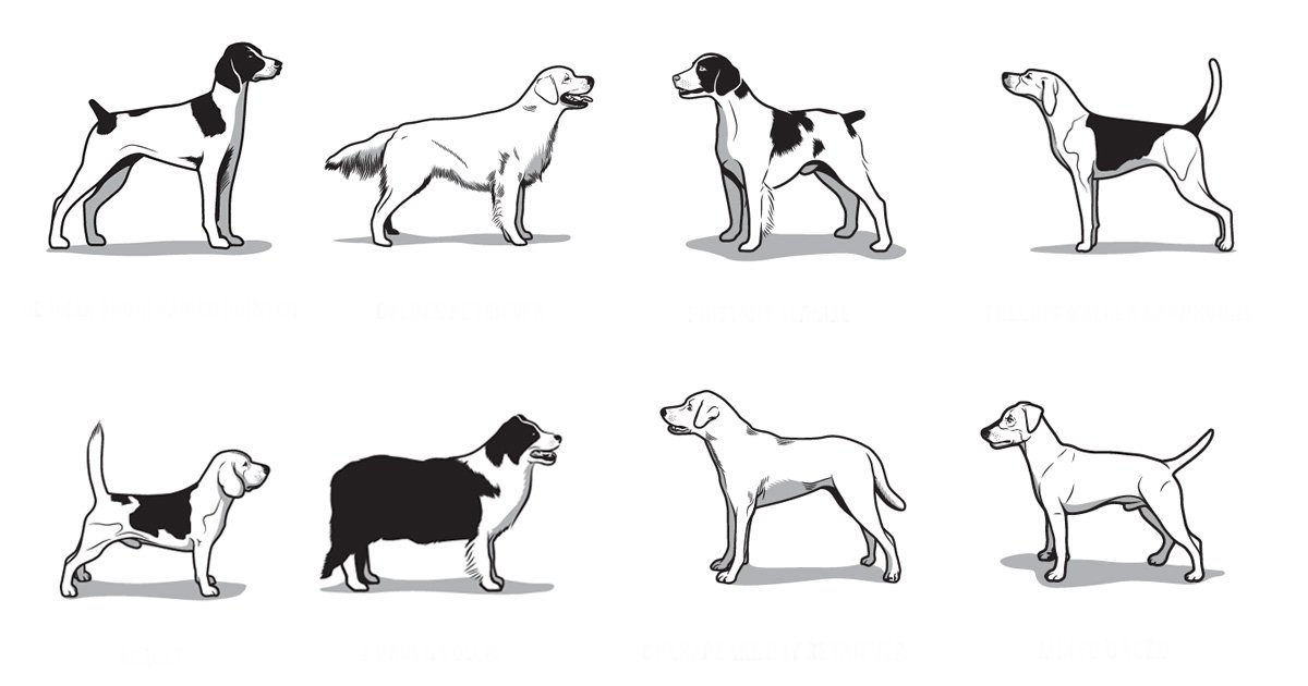 gardenandgun's tweet photo. Only 8 dogs are left in the Ultimate #DogBracket. Have you voted? https://t.co/lrlE8MrZdz https://t.co/TCUq0Es96s