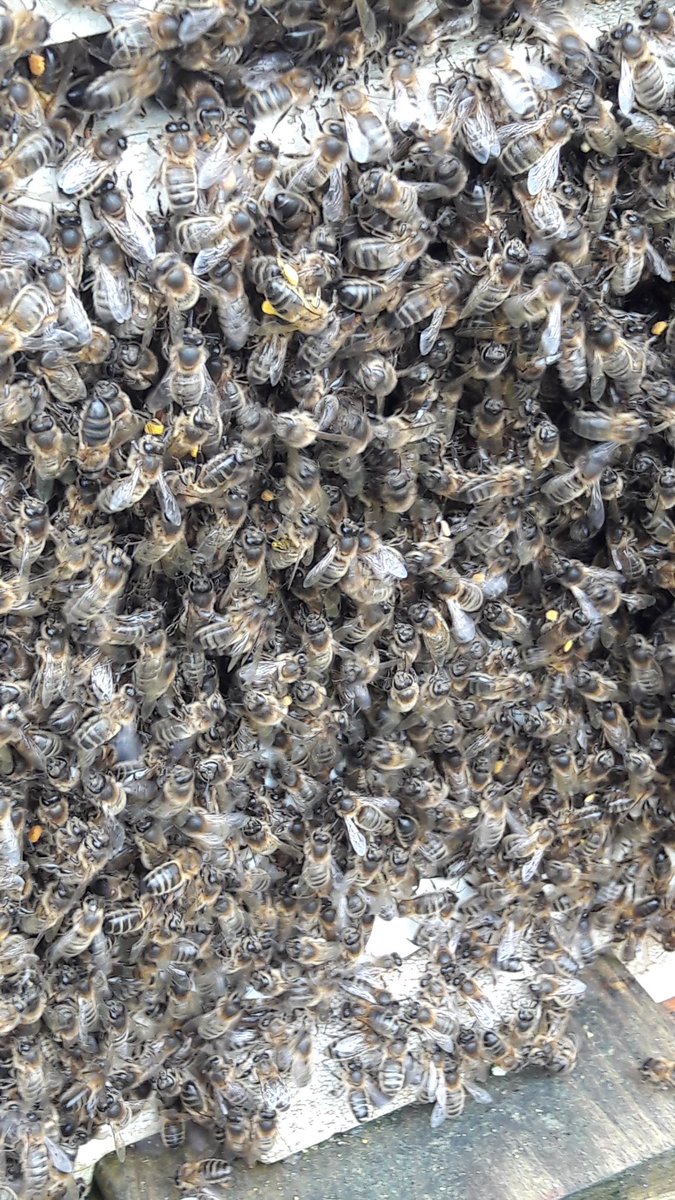 Geraldine Byrne (@thequeenbee10) on Twitter photo Bees waiting to meet beginners at OBKA class in the morning <a href="/Irishbeekeeper/">Irish BeeKeeper</a> <a href="/OffalyHour/">#OffalyHour</a> <a href="/SineadHubble/">Sinéad Hubble</a> @TullTrib <a href="/Edgillwhl/">William H L Edgill</a> #BeeABeekeeper Bees waiting to meet beginners at OBKA class in the morning <a href="/Irishbeekeeper/">Irish BeeKeeper</a> <a href="/OffalyHour/">#OffalyHour</a> <a href="/SineadHubble/">Sinéad Hubble</a> @TullTrib <a href="/Edgillwhl/">William H L Edgill</a> #BeeABeekeeper