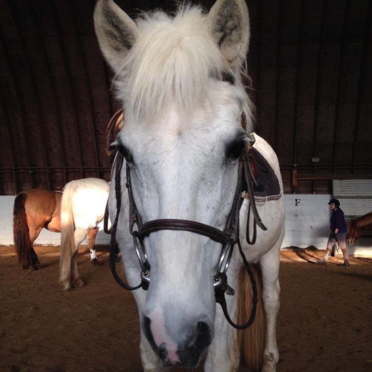 MGstablesWpg's tweet photo. Closeup of miss Jill ๐ฆ #poniesoftwitter #Hunterjumper #Lessonprogram #wpg https://t.co/WfBZa3aa97