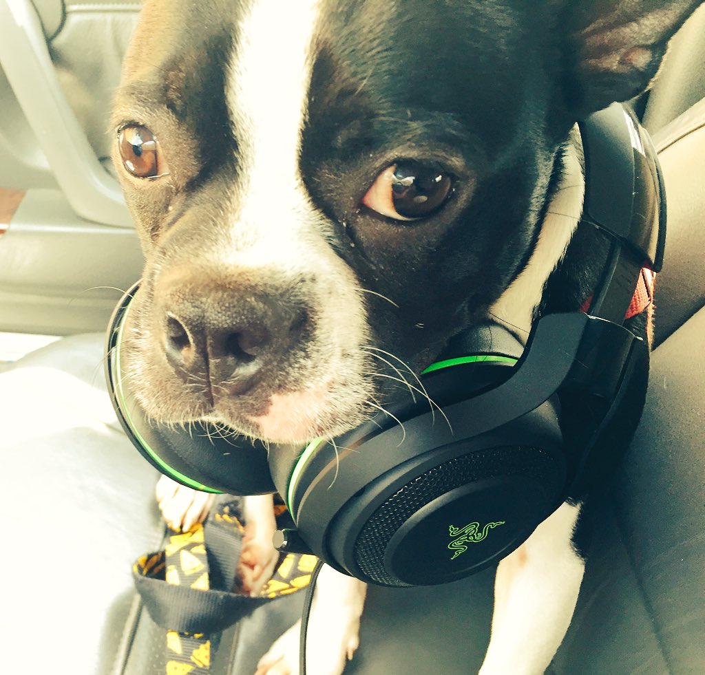 BugHuggs's tweet image. I know I'm late but... Hanging in the car downtown with my little buddy.