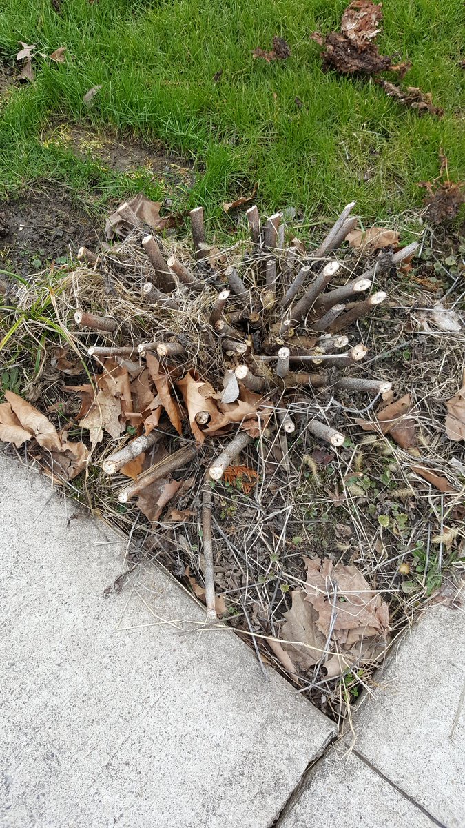 96Riviera's tweet photo. @RogerCookTOH is now a good time to divide and replant my large hardy hibiscus in northeast Indiana? Thanks! #askthisoldhouse https://t.co/br3yd7VzZx