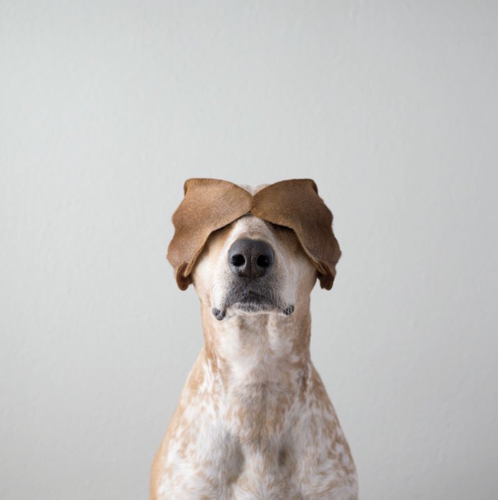 Yatzer's tweet photo. happy #nationalpuppyday #tbf #yatzerized "Maddie on things" https://t.co/I7kSjmIkwi Photo © Theron Humphrey. https://t.co/zeU4v7lGgU