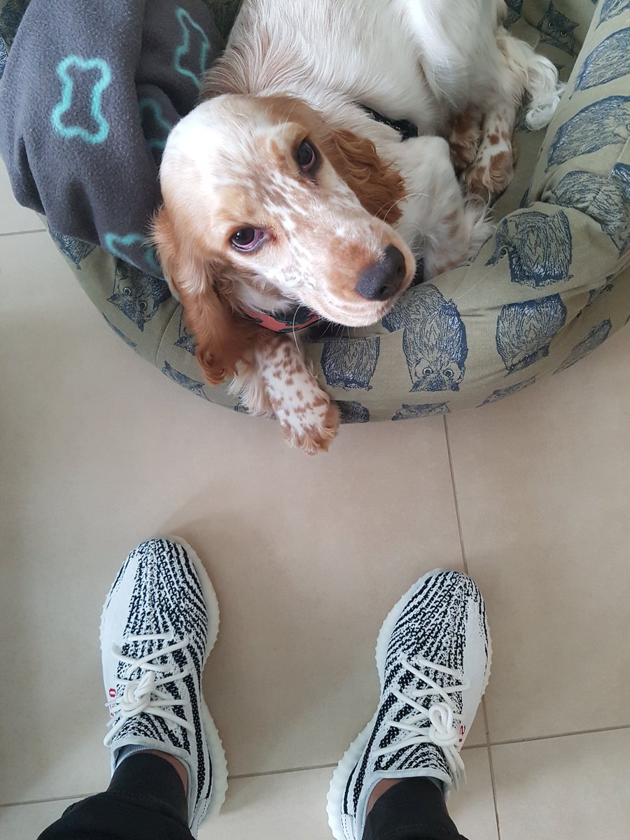 sallaralmulla's tweet photo. Dog vs Zebra #yeezy #boostv2 #zebra #adidas @OhItsTeddy @boostVIBES https://t.co/0aJ4acUvhq