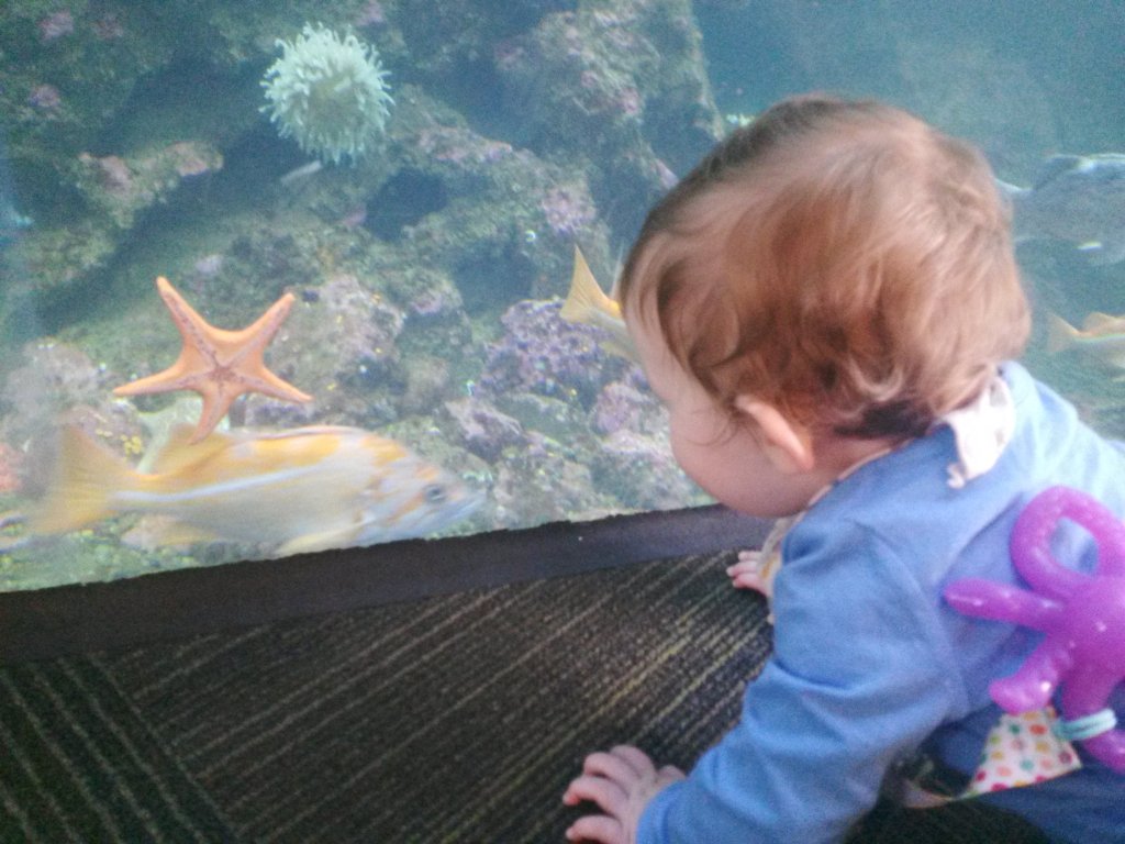 KittyStampede's tweet image. Thanks for the accommodations @SeattleAquarium! This #HappyBaby is finally napping between exhibits. #OctopusTeether