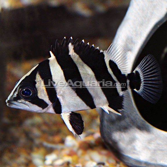 LiveAquaria's tweet photo. 2 1/4" Indonesian Tiger #Datnoid (Datnoides microlepis) coming in today's #Freshwater #DiversDen: https://t.co/nSnOnSU5hV https://t.co/r9ZZFGXEnV