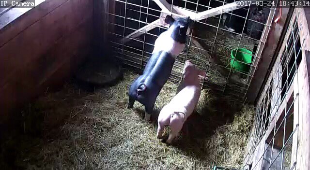 SarahlynnFinn's tweet photo. Loving this beautiful gilt. Looking forward to how she grows. #finnfarm #showpigs #4h https://t.co/JMADqbvkUr
