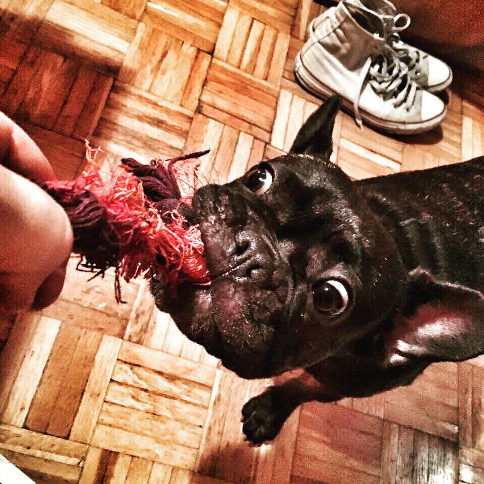 breethefrenchie's tweet photo. Do not touch my rope! I am serious about it 😱😍#doglove #frenchievideo #frenchieplay #breethefrenchie #frenchie #frenchietugofwar https://t.co/EuYVTyvudA